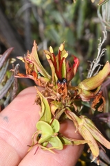 Melianthus pectinatus