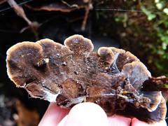 Hymenochaete microcycla