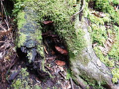 Hymenochaete microcycla