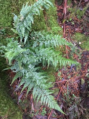 Parapolystichum acuminatum