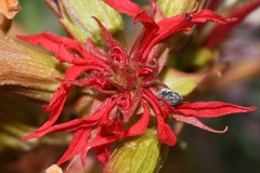 Melianthus pectinatus