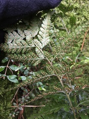 Parapolystichum acuminatum