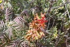 Melianthus pectinatus
