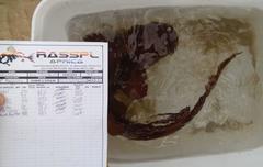 Haploblepharus fuscus