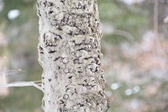 Cryptococcus fagisuga