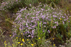 Aspalathus cephalotes violacea