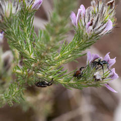 Aspalathus cephalotes violacea