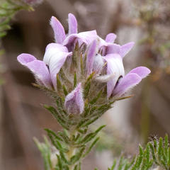 Aspalathus cephalotes violacea
