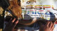 Haploblepharus fuscus