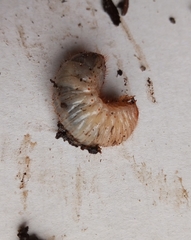 Oryctes nasicornis