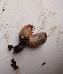 Oryctes nasicornis