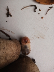 Oryctes nasicornis