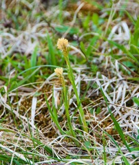 Carex pensylvanica