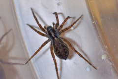 Pardosa fulvipes