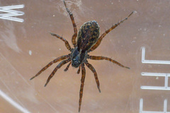 Pardosa fulvipes