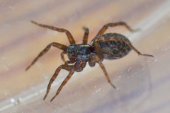 Pardosa fulvipes