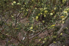 Acacia verticillata verticillata