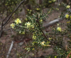Acacia verticillata verticillata