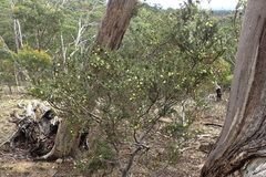 Acacia verticillata verticillata