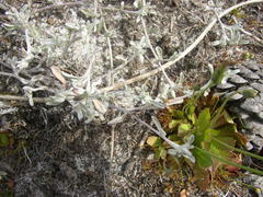 Helichrysum litorale