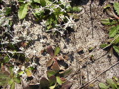 Helichrysum litorale