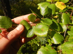 Betula fruticosa
