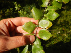 Betula fruticosa
