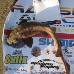 Haploblepharus fuscus