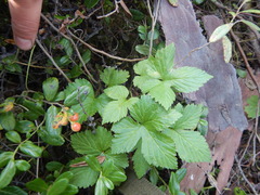 Rubus humulifolius