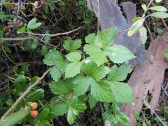 Rubus humulifolius