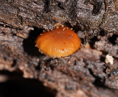 Psathyrella echinata