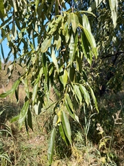Salix rorida