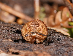 Psathyrella echinata