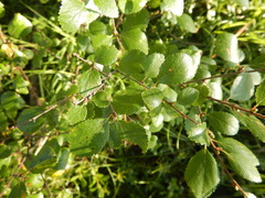 Betula divaricata