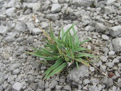 Poa badensis