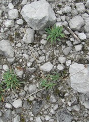 Poa badensis