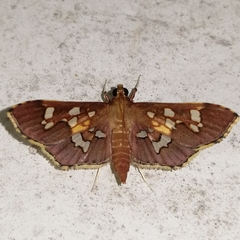 Phostria varialis