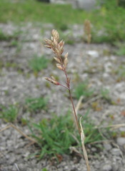 Poa badensis