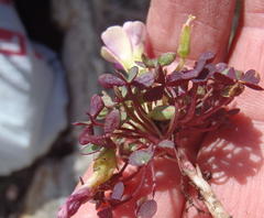 Oxalis heterophylla