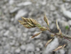 Poa badensis