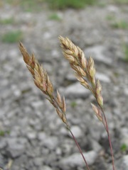 Poa badensis