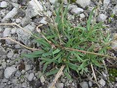 Poa badensis