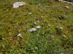 Vittadinia australasica