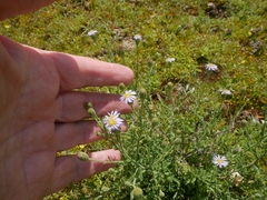 Vittadinia australasica