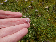 Vittadinia australasica