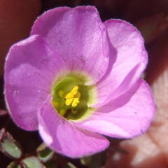 Oxalis heterophylla