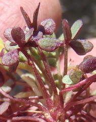 Oxalis heterophylla