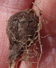 Oxalis heterophylla