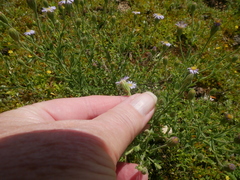Vittadinia australasica