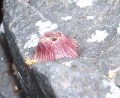 Amphibalanus venustus